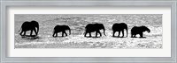 Framed Herd of African Elephants Crossing the Uaso Nyiro River, Kenya (black & white)