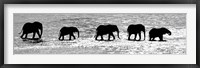 Framed Herd of African Elephants Crossing the Uaso Nyiro River, Kenya (black & white)