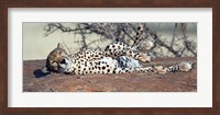 Framed Cheetah (Acinonyx jubatus) resting in a forest, Samburu National Park, Rift Valley Province, Kenya