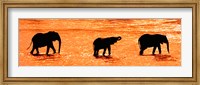 Framed Three African Elephants Crossing the Uaso Nyiro River, Kenya