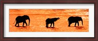 Framed Three African Elephants Crossing the Uaso Nyiro River, Kenya