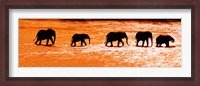 Framed Herd of African Elephants Crossing the Uaso Nyiro River, Kenya
