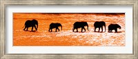 Framed Herd of African Elephants Crossing the Uaso Nyiro River, Kenya