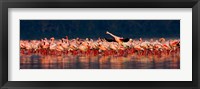Framed Lesser flamingos in a lake, Lake Nakuru, Lake Nakuru National Park, Kenya