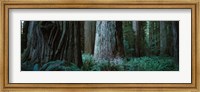 Framed Redwood Trees and Ferns, California