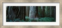 Framed Redwood Trees and Ferns, California