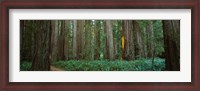 Framed Jedediah Smith Redwoods State Park, California