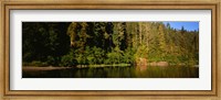 Framed Reflection of trees in a river, Smith River, Jedediah Smith Redwoods State Park, California, USA