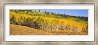 Framed Trees in a field, Dallas Divide, San Juan Mountains, Colorado