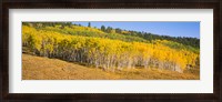 Framed Trees in a field, Dallas Divide, San Juan Mountains, Colorado