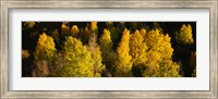 Framed High angle view of Aspen trees in a forest, Telluride, San Miguel County, Colorado, USA