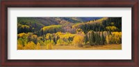 Framed Aspen Trees in a Filed Telluride, Colorado