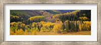 Framed Aspen Trees in a Filed Telluride, Colorado