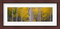 Framed Aspen Trees in Telluride, Colorado