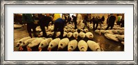 Framed People examining tuna in a fish auction, Tsukiji Fish Market, Tsukiji, Tokyo Prefecture, Kanto Region, Honshu, Japan