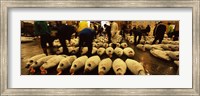 Framed People examining tuna in a fish auction, Tsukiji Fish Market, Tsukiji, Tokyo Prefecture, Kanto Region, Honshu, Japan