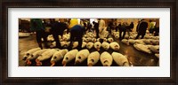 Framed People examining tuna in a fish auction, Tsukiji Fish Market, Tsukiji, Tokyo Prefecture, Kanto Region, Honshu, Japan