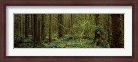 Framed Trees in a forest, Hoh Rainforest, Olympic Peninsula, Washington State, USA