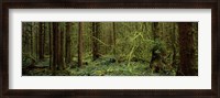 Framed Trees in a forest, Hoh Rainforest, Olympic Peninsula, Washington State, USA