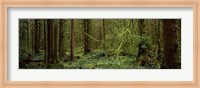 Framed Trees in a forest, Hoh Rainforest, Olympic Peninsula, Washington State, USA