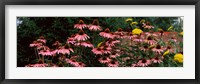 Framed Eastern Purple coneflower (Echinacea purpurea) in a forest