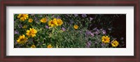 Framed Flowers in a botanical garden, Buffalo And Erie County Botanical Gardens, Buffalo, Erie County, New York State