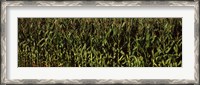 Framed Corn field, New York State