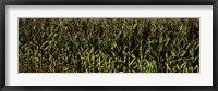 Framed Corn field, New York State