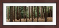 Framed Trees in a forest, New York City, New York State, USA