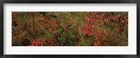 Framed Flowers on coral plants (Russelia equisetiformis), Longboat Key, Manatee County, Florida