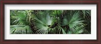 Framed Close-up of palm leaves, Joan M. Durante Park, Longboat Key, Florida, USA