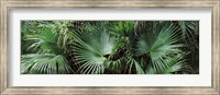 Framed Close-up of palm leaves, Joan M. Durante Park, Longboat Key, Florida, USA
