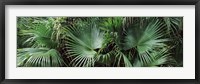 Framed Close-up of palm leaves, Joan M. Durante Park, Longboat Key, Florida, USA