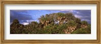 Framed Trees in a forest, Venice, Sarasota County, Florida, USA