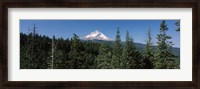 Framed Trees in a forest with mountain in the background, Mt Hood National Forest, Hood River County, Oregon, USA