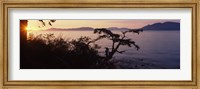 Framed Silhouette of trees at seaside, Rosario Strait, San Juan Islands, Washington State, USA