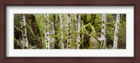 Framed Mossy Birch trees in a forest, Lake Crescent, Olympic Peninsula, Washington State, USA