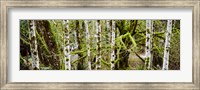 Framed Mossy Birch trees in a forest, Lake Crescent, Olympic Peninsula, Washington State, USA