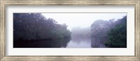 Framed Early morning fog on a creek, South Creek, Oscar Scherer State Park, Osprey, Sarasota County, Florida, USA