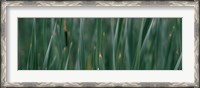 Framed Close-up of weeds