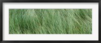 Framed Grass in the field, Adirondack Mountains, New York State, USA