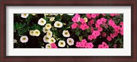 Framed Close-up of pink and white flowers
