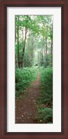 Framed Trail passing through a forest, Adirondack Mountains, Old Forge, Herkimer County, New York State, USA