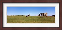 Framed Cows in a field, New York State, USA