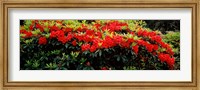 Framed Red Rhododendrons, Shore Acres State Park, Coos Bay, Oregon