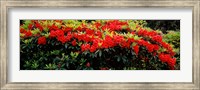 Framed Red Rhododendrons, Shore Acres State Park, Coos Bay, Oregon