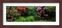 Framed Rhododendrons plants in a garden, Shore Acres State Park, Coos Bay, Oregon