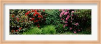 Framed Rhododendrons plants in a garden, Shore Acres State Park, Coos Bay, Oregon