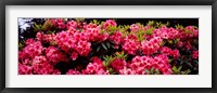Framed Pink Rhododendrons plants in a garden, Coos Bay, Oregon