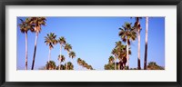 Framed Low angle view of palm trees, Fort De Soto Par, Gulf Coast, Florida, USA